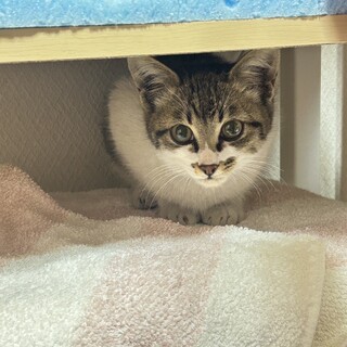 目がまん丸白キジちゃん
