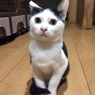 とにかく甘えん坊のハチワレ男の子♪