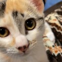 元気＆ナレナレ！小柄な三毛猫【はふちゃん】8月末生
