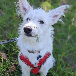 リン 1歳くらい