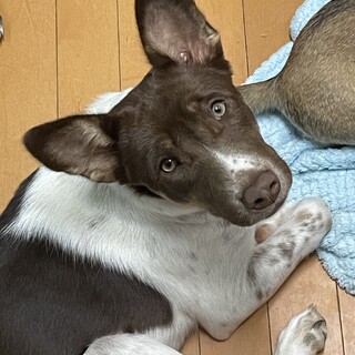 結翔 6ヶ月くらい【バベシア症治療中】