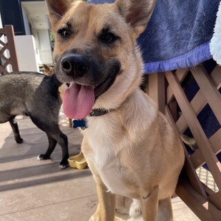 【バベシア症】タケ