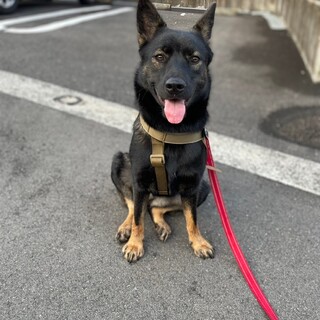 ちょっとビビりな元野犬ガール(^^♪よやしょ★