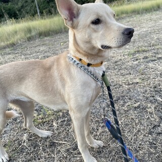 【募集停止中】リノ 7ヶ月くらい