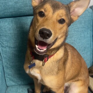 ルカ 7ヶ月くらい【バベシア症】