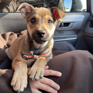 人懐っこい壱岐っ子！藍