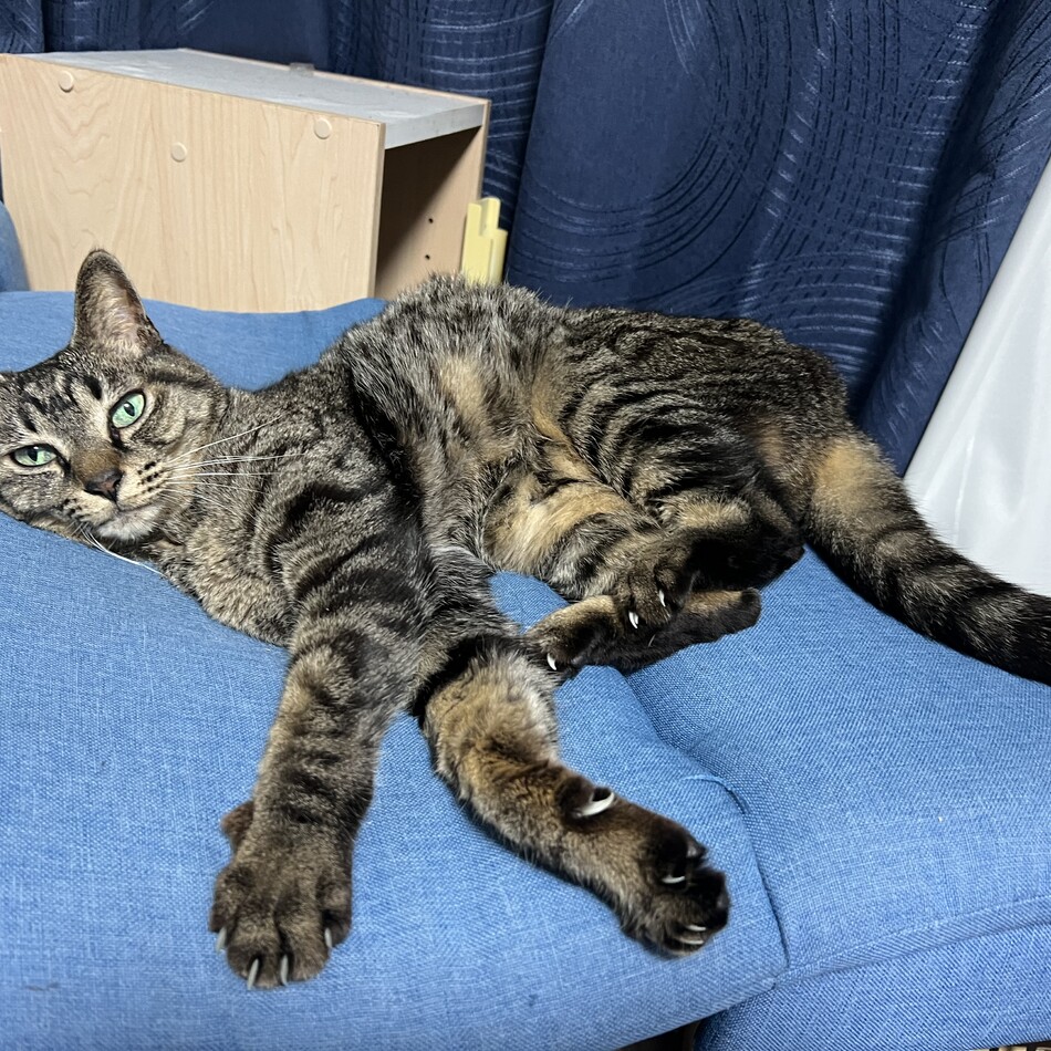 ミイのカバー写真