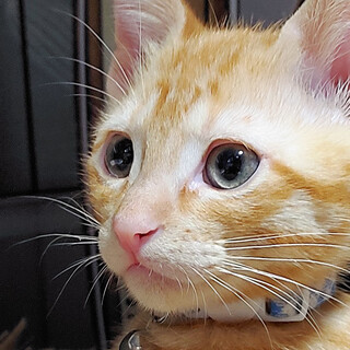 募集停止人馴れバツグンないぶき