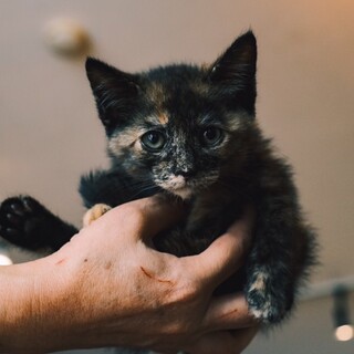 可愛い4きょうだい