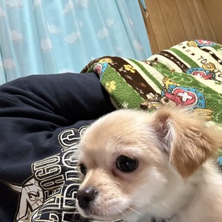 アレルギーになってしまい飼育難しく探しています