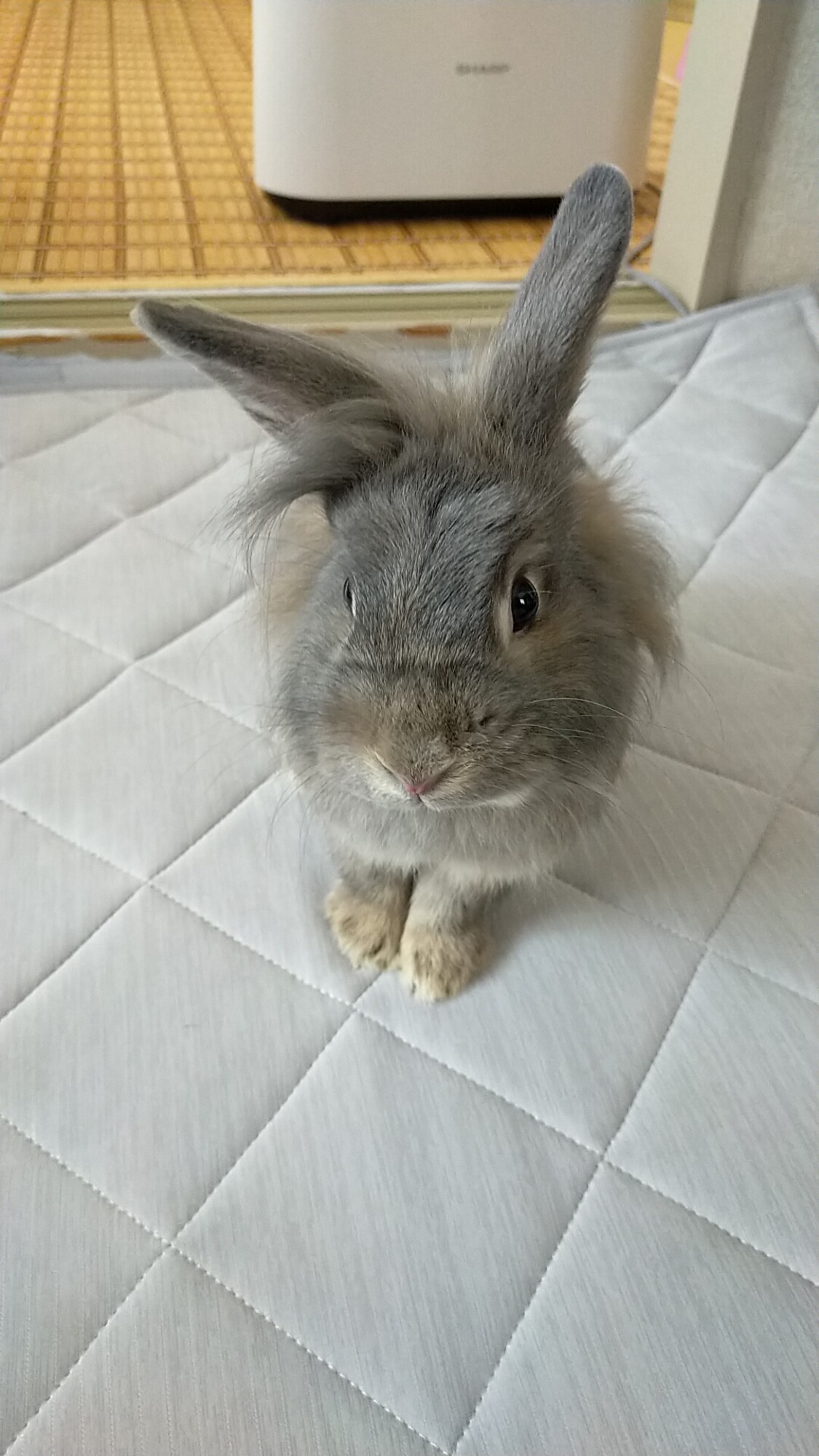 超特価セール開催！！ うさぎさんを可愛がってあ」福岡県 - 小動物の里親募集 財布・ケース・小物入れ