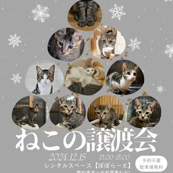 猫の譲渡会 @レンタルスペースぽぽらーと