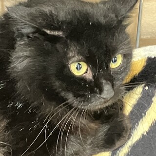 SOS！12月15日期限　長毛黒猫イアン君