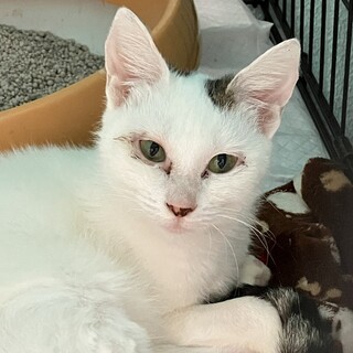 Help！12／15期限　人間大好きパトリシア❤️