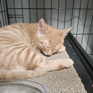 甘えん坊の茶トラの男の子です