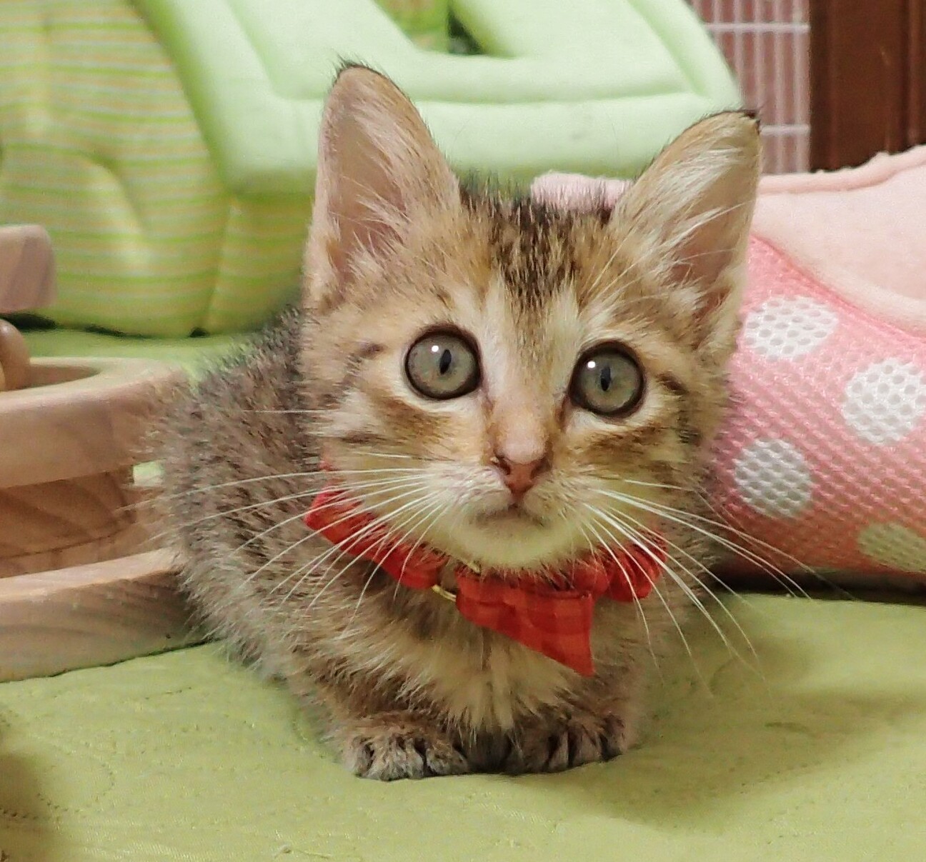 12/15東銀座】ねこ」東京都 - 猫の里親募集(506513) 1枚目の画像