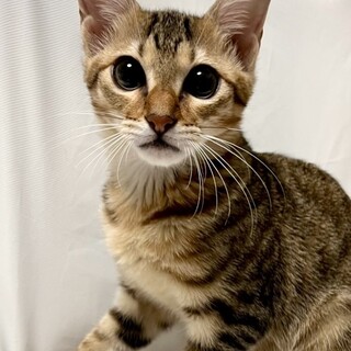 【12/8東銀座】フラくん★4ヵ月♪