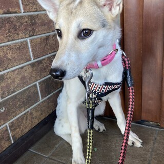 保健所からレスキュー！　可愛い　かえでちゃん