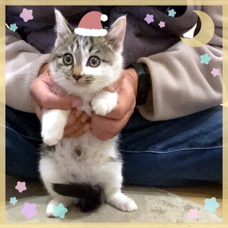 ねこねこ保育園＊可愛い時期です