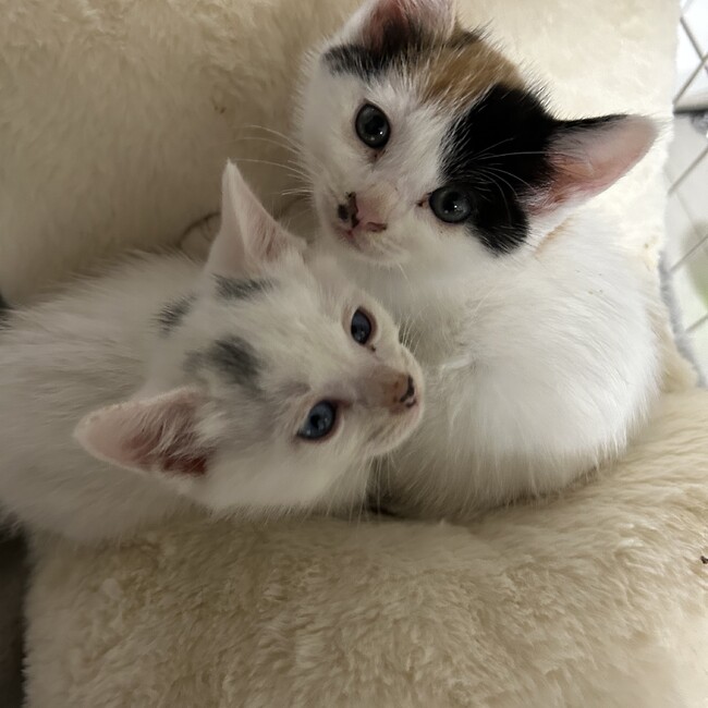 るうたそのカバー写真