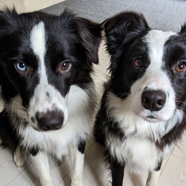 トイレが終わるまで目の前で待つ二匹