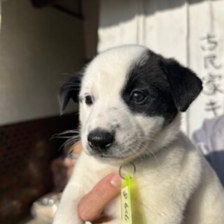 人慣れ◎クンタくん