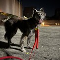 甲斐犬風の超天然男子『かんぺい』