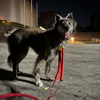 甲斐犬風の超天然男子『かんぺい』