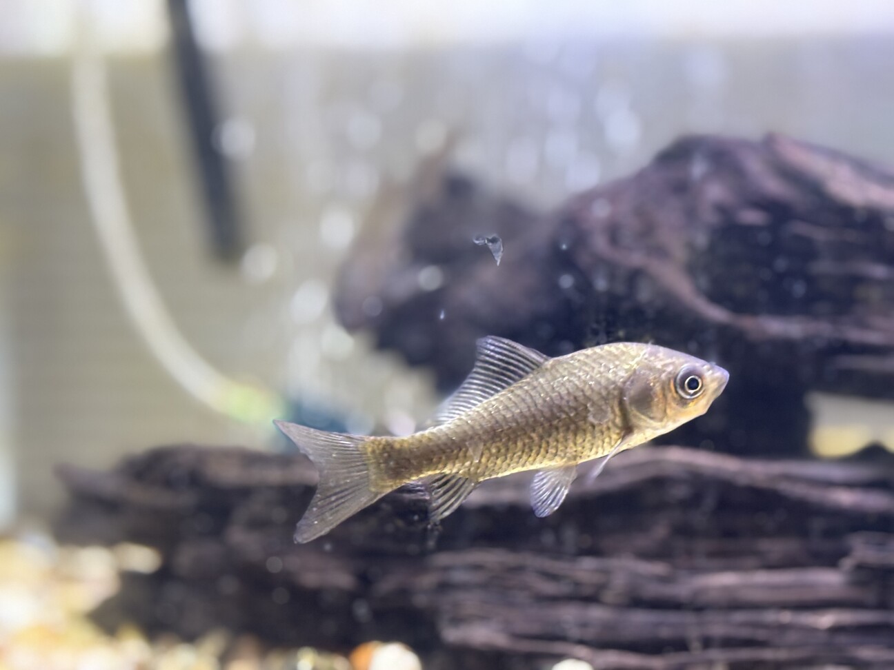 日淡】小鮒2匹」京都府 - 熱帯魚・観賞魚の里親募集(506526) :: ペットのおうち【里親決定28万頭!】