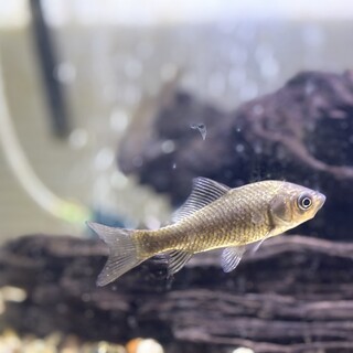 【日淡】小鮒2匹