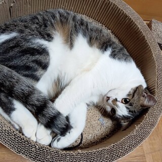 かわいいポンズちゃん