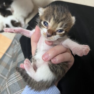 子猫5匹の里親募集