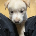人が大好きなあいちゃん
