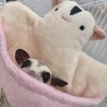 もももちこ