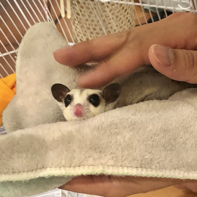 もももちこのカバー写真