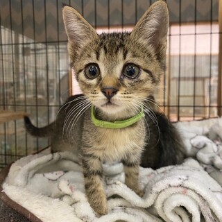 活発♫元気☆キジトラ男子