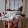 もなは
