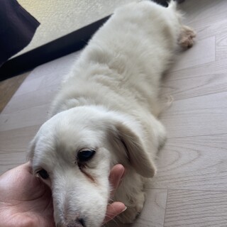 Ｍダックス女の子。ベビーフェイス