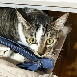 猫と遊べる譲渡会 サムネイル2