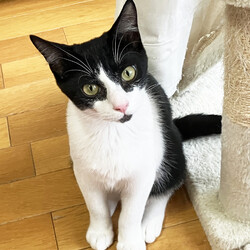 猫と遊べる譲渡会 サムネイル3