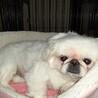 ペキニーズ サムネイル2