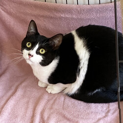 猫と遊べる譲渡会 サムネイル3