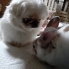 ペキニーズ サムネイル3