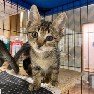 活発♫遊ぶの大好き☆キジトラ男子