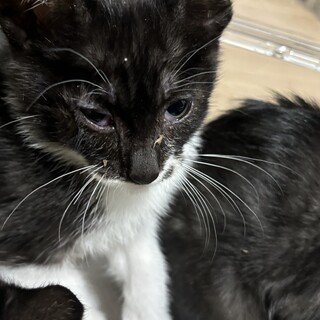 まだまだ小さい子猫のごましおくん