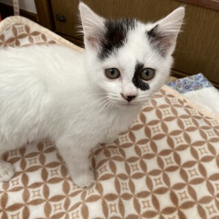 元気いっぱいなねずこです。