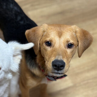 ビーグルmixの賢くて美人の女の子です♡