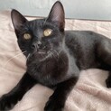 猫飼育初心者の方にもオススメ！ひかるくん。