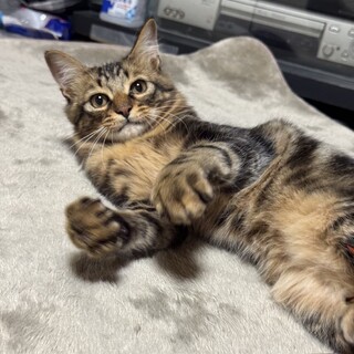 ビビリだけど甘えん坊！4兄弟キジトラの男の子！②