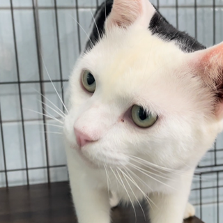 ぱっつんヘアー・ワクチン２回去勢済、健診済